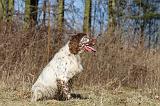 SETTER ANGLAIS 079